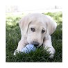 JOUET KONG PUPPY XS