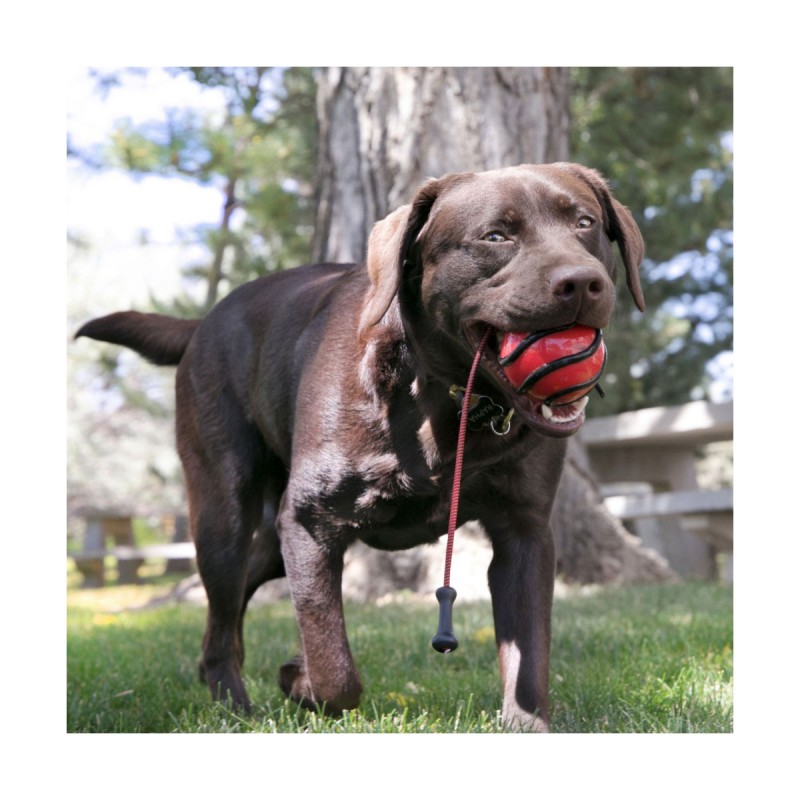 JOUET KONG WAVZ BUNJI BALL M