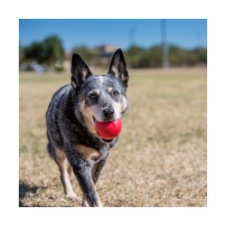 JOUET KONG BALL MEDIUM/LARGE