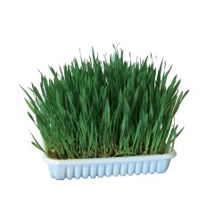 HERBE A CHAT 100G