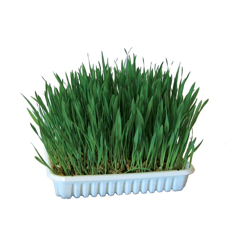 HERBE A CHAT 100G