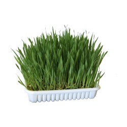 HERBE A CHAT 100G