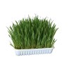 HERBE A CHAT 100G