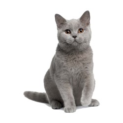 KIT4CAT 300 G X3