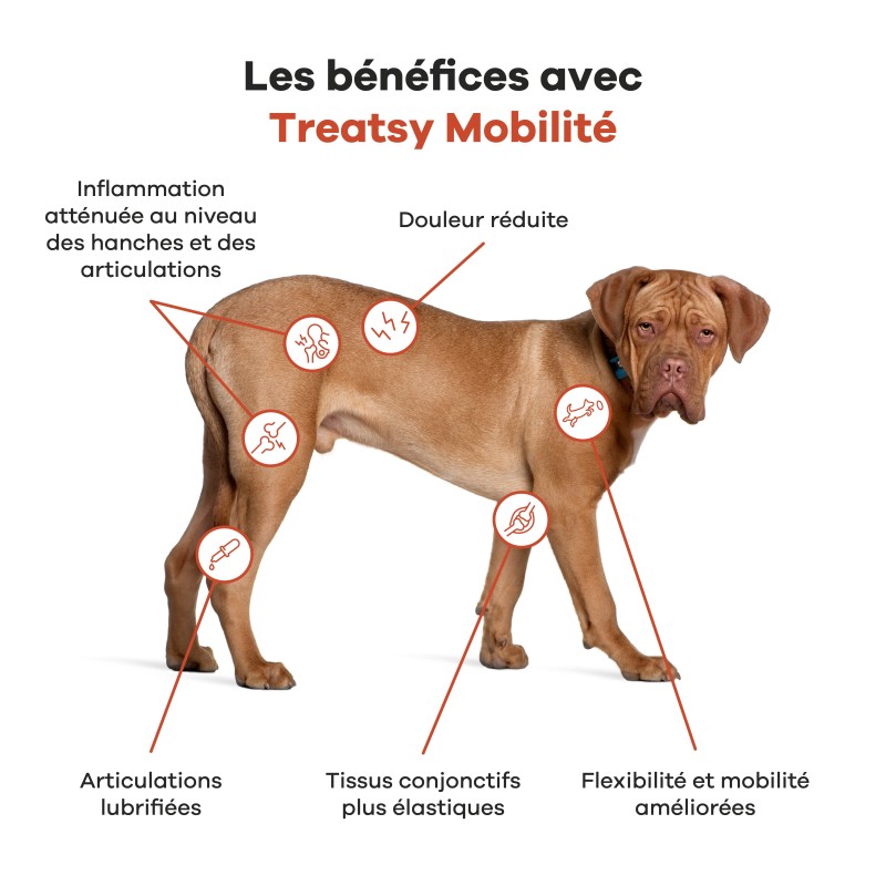 TREATSY CHIEN MOBILITE 180G