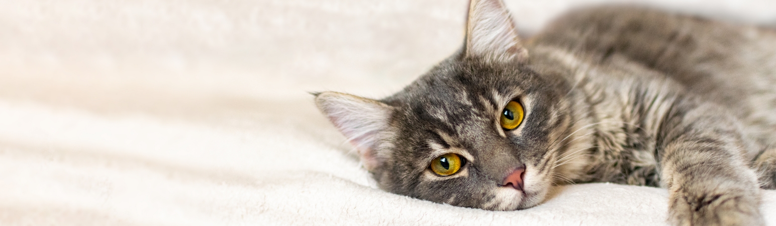 Pour mon Chat