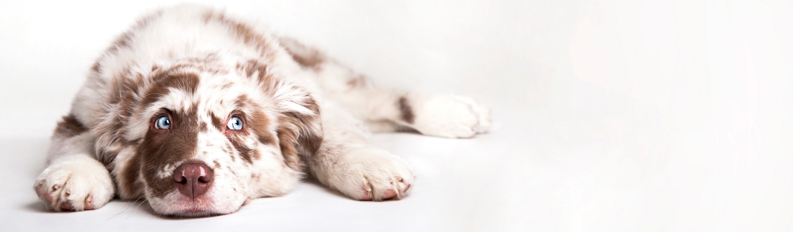 Pour mon Chien